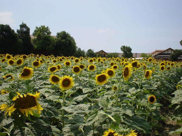 【兵庫エリア発】 お中元ミステリーツアー 日帰り1